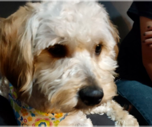 Poodle (Miniature) Dogs for adoption in San Diego, CA, USA