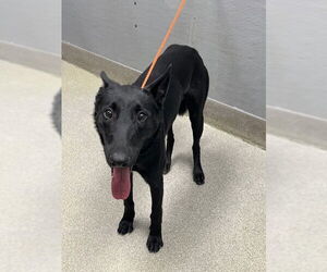 Mutt Dogs for adoption in Las Vegas, NV, USA