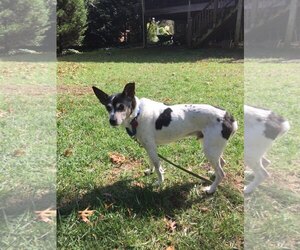 Rat Terrier Dogs for adoption in Alexandria, VA, USA