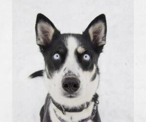 Siberian Husky Dogs for adoption in Wadena, MN, USA