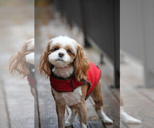 Shih Tzu-Unknown Mix Dogs for adoption in Sandy, UT, USA