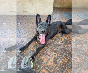 Labrador Retriever-Unknown Mix Dogs for adoption in San Diego, CA, USA