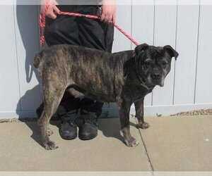 Mutt Dogs for adoption in Louisville, KY, USA