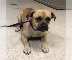Pug-Unknown Mix Dogs for adoption in Riverside, CA, USA