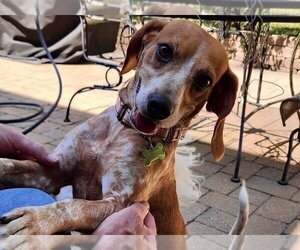 Beagle Dogs for adoption in Mooresville, NC, USA