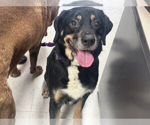 Labrottie Dogs for adoption in Ames, IA, USA
