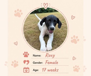 Dachshund-Unknown Mix Dogs for adoption in NYC, NY, USA