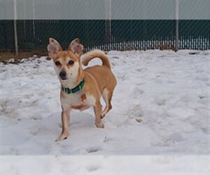 Chihuahua-Unknown Mix Dogs for adoption in Springfield, MA, USA