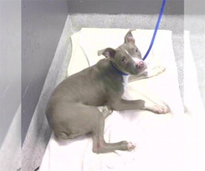 American Staffordshire Terrier-Unknown Mix Dogs for adoption in Tallahassee, FL, USA