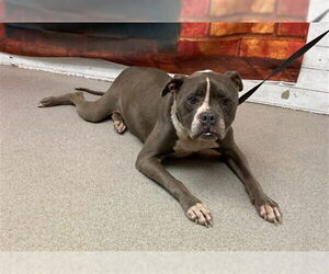 American Bulldog Dogs for adoption in San Bernardino, CA, USA