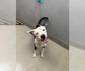 American Pit Bull Terrier-Unknown Mix Dogs for adoption in Las Vegas, NV, USA