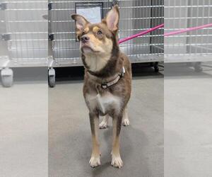 Siberian Husky-Unknown Mix Dogs for adoption in Forestville, MD, USA