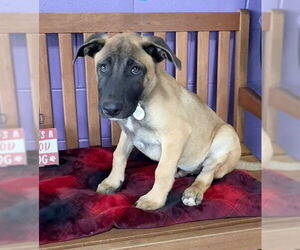 Mutt Dogs for adoption in Genesee, WI, USA