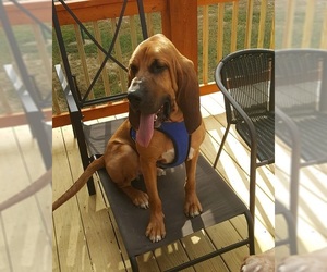 Bloodhound Dogs for adoption in Sterling, MA, USA