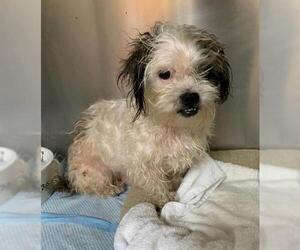 Shih Tzu Dogs for adoption in Meridian, MS, USA