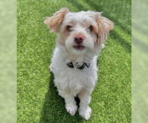 Mutt Dogs for adoption in Salinas, CA, USA