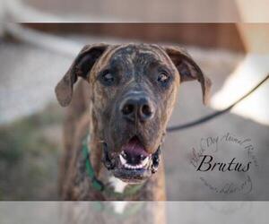 Great Dane Dogs for adoption in Cheyenne, WY, USA