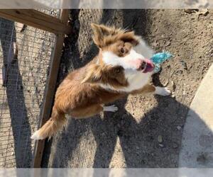 Border Collie Dogs for adoption in Leavenworth, KS, USA