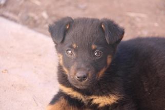 Medium Photo #1 German Shepherd Dog-Red Heeler Mix Puppy For Sale in Phoenix , AZ, USA