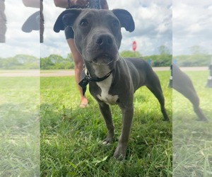 American Pit Bull Terrier-Unknown Mix Dogs for adoption in Germantown, OH, USA
