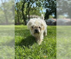 Maltese-Unknown Mix Dogs for adoption in Wheaton, IL, USA