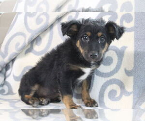 Mutt Dogs for adoption in El Centro, CA, USA