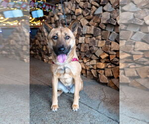 Mutt Dogs for adoption in Princeton, MN, USA