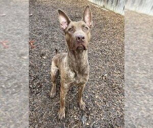 Doberman Pinscher-Unknown Mix Dogs for adoption in London, Ontario, Canada