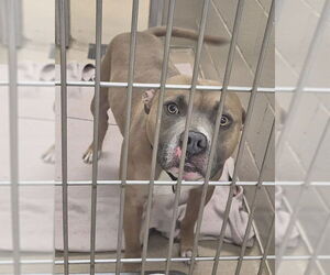 Mutt Dogs for adoption in Decatur, IL, USA