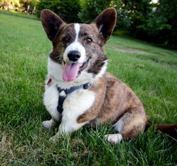 Cardigan Welsh Corgi Dogs for adoption in Eden Prairie, MN, USA