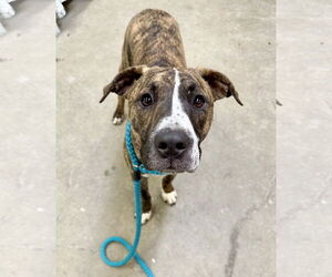 Boxer-Plott Hound Mix Dogs for adoption in Rockaway, NJ, USA