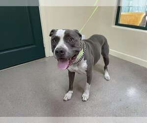 Staffordshire Bull Terrier Dogs for adoption in Pasadena, CA, USA