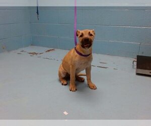 American Pit Bull Terrier-German Shepherd Dog Mix Dogs for adoption in Moreno Valley, CA, USA