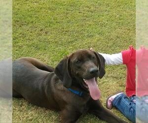 Bloodhound Dogs for adoption in Florence, AL, USA