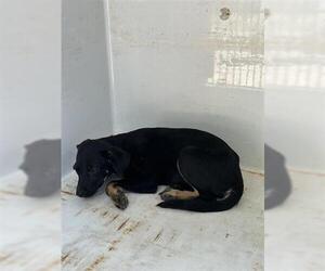 German Shepherd Dog-Unknown Mix Dogs for adoption in Houston, TX, USA