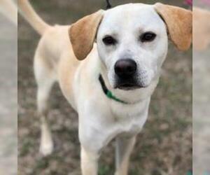 Labrador Retriever Dogs for adoption in San Marcos, TX, USA