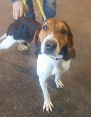 Treeing Walker Coonhound Dogs for adoption in Fond du Lac, WI, USA