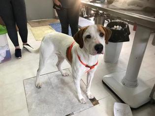 Saint Bernard Dogs for adoption in Freeport, FL, USA
