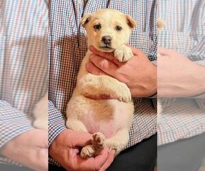 Labrador Retriever-Red Heeler Mix Dogs for adoption in Pena Blanca, NM, USA
