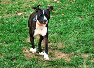 American Pit Bull Terrier-Labrador Retriever Mix Dogs for adoption in Martins Creek, PA, USA