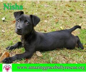 Dachshund Dogs for adoption in Pensacola, FL, USA