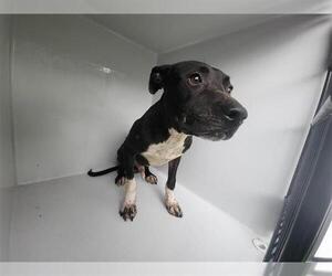 Staffordshire Bull Terrier-Unknown Mix Dogs for adoption in Houston, TX, USA