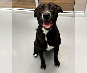 Labrador Retriever-Unknown Mix Dogs for adoption in Hilton Head, SC, USA
