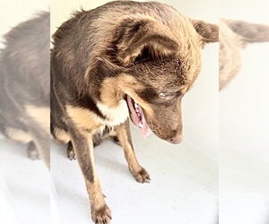 Siberian Husky-Unknown Mix Dogs for adoption in Houston, TX, USA