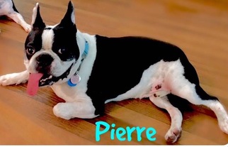 Medium Photo #1 Faux Frenchbo Bulldog Puppy For Sale in Plano, TX, USA