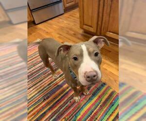 American Pit Bull Terrier-Unknown Mix Dogs for adoption in Wichita, KS, USA