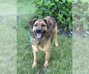 Mutt Dogs for adoption in Mundelein, IL, USA