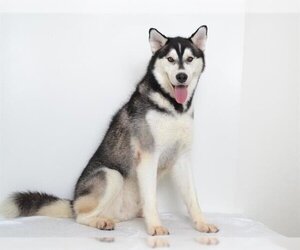 Siberian Husky-Unknown Mix Dogs for adoption in Oroville, CA, USA