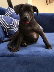Shepradors Dogs for adoption in Livonia, MI, USA