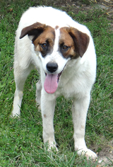 Australian Shepherd Dogs for adoption in Stockport, OH, USA